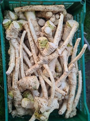 Houseplants: Ren u korenu na prodaju,cena 500din at lalafo.rs — 2 Houseplants: Ren u korenu na prodaju,cena 500din — 2