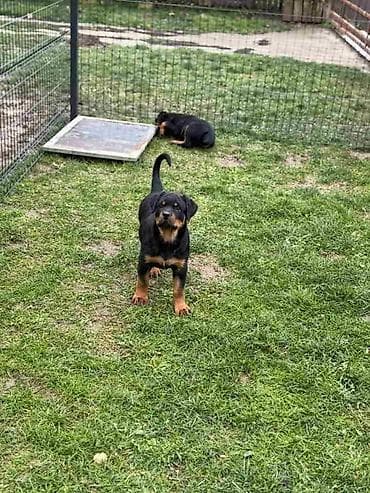 zenske broj: Na prodaju štenad Rottweilera vrhunskog porekla. Odgajivačnica Euro at lalafo.rs — 4 zenske broj: Na prodaju štenad Rottweilera vrhunskog porekla. Odgajivačnica Euro — 4