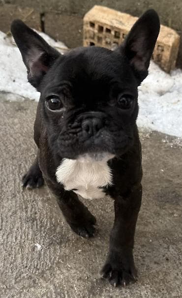Francuski buldog, štene crne boje sa belom oznakom na grudima i bradi na lalafo.rs Francuski buldog, štene crne boje sa belom oznakom na grudima i bradi