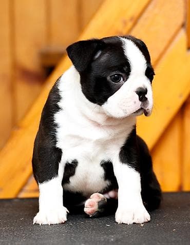Boston terrier stenad slobodni za rezervaciju . Za sve info tel / na lalafo.rs Boston terrier stenad slobodni za rezervaciju . Za sve info tel /