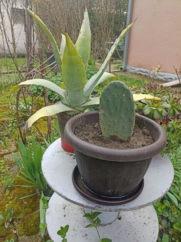 Coal and wood: Kaktusi razni vrsta i veličina, preuzimanje lično i dogovor at lalafo.rs — 1 Coal and wood: Kaktusi razni vrsta i veličina, preuzimanje lično i dogovor — 1