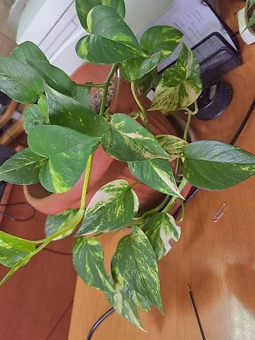 Sobne biljke u saksiji – zeleni duo - Potos (Epipremnum aureum) na lalafo.rs — 1 Sobne biljke u saksiji – zeleni duo - Potos (Epipremnum aureum) — 1