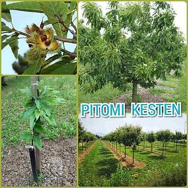 Prodajem sadnice pitomog kestena, sorta Marsol. Veličina sadnica je od na lalafo.rs Prodajem sadnice pitomog kestena, sorta Marsol. Veličina sadnica je od