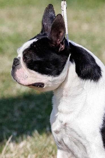 Boston terrier zreli muzjak 2,5 godine odlicnog karaktera i porekla na lalafo.rs Boston terrier zreli muzjak 2,5 godine odlicnog karaktera i porekla