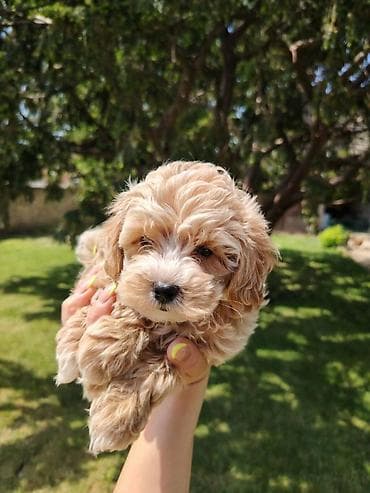 Maltipoo stenci spremni za preuzimanje, vakcinisani i cisceni od at lalafo.rs — 4 Maltipoo stenci spremni za preuzimanje, vakcinisani i cisceni od — 4