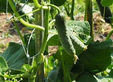 Vojvođanski Kornišon – Domaća sorta Cena:400din/10 semenki Vojvođanski na lalafo.rs Vojvođanski Kornišon – Domaća sorta Cena:400din/10 semenki Vojvođanski