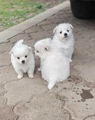 za svaki dan: Nemački špic, štenci snežno bele boje, sitne građe, ženskog pola at lalafo.rs — 2 za svaki dan: Nemački špic, štenci snežno bele boje, sitne građe, ženskog pola — 2
