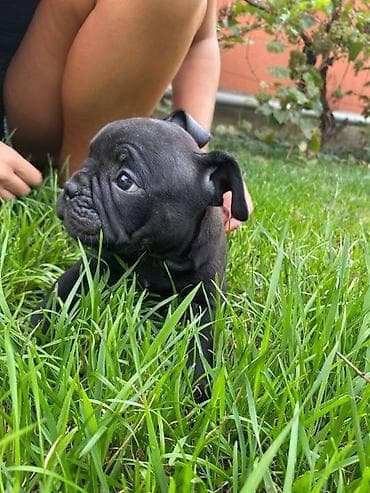 dve suknje po: Na prodaju štenci američkog bulija Na raspolaganju 6 preslatih na lalafo.rs — 6 dve suknje po: Na prodaju štenci američkog bulija Na raspolaganju 6 preslatih — 6