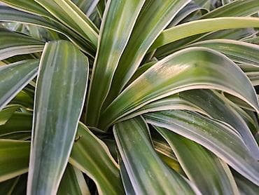 Chlorophytum, velike biljke u saksijama, Chlorophytum sa prve slike na lalafo.rs — 1 Chlorophytum, velike biljke u saksijama, Chlorophytum sa prve slike — 1