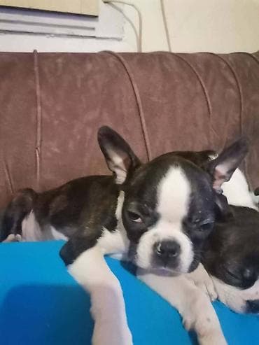 dve suknje po: Boston terijer dve devojčice I tri dečaka, traže novi dom, veoma at lalafo.rs — 8 dve suknje po: Boston terijer dve devojčice I tri dečaka, traže novi dom, veoma — 8