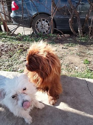 Dve umiljate kuce manjeg rasta, dugodlake. - Pas 1: duga na lalafo.rs Dve umiljate kuce manjeg rasta, dugodlake. - Pas 1: duga