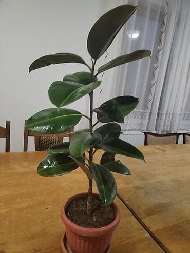 Home & Garden: Fikus elastika (Ficus elastica) u saksiji - Sobna biljka sa krupnim at lalafo.rs — 2 Home & Garden: Fikus elastika (Ficus elastica) u saksiji - Sobna biljka sa krupnim — 2