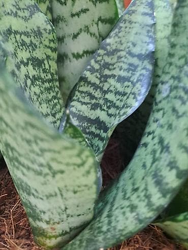 Sanseverije sa prve tri slike su 800, Orhideje sa cetvrte i pete su na lalafo.rs — 3 Sanseverije sa prve tri slike su 800, Orhideje sa cetvrte i pete su — 3