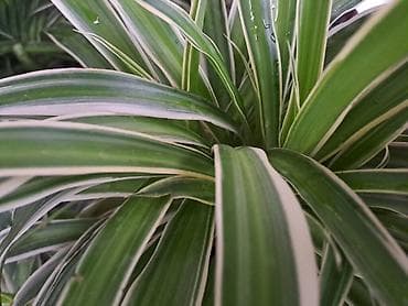 Chlorophytum sa prve slike je 500, sa druge je 1000, sa trece je 300 na lalafo.rs — 2 Chlorophytum sa prve slike je 500, sa druge je 1000, sa trece je 300 — 2
