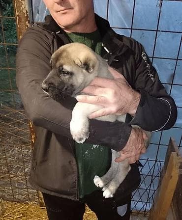 zenske broj: Na prodaju štenad Turskog Kangala, "radne" linije! !! Leglo br. 1- na at lalafo.rs — 5 zenske broj: Na prodaju štenad Turskog Kangala, "radne" linije! !! Leglo br. 1- na — 5