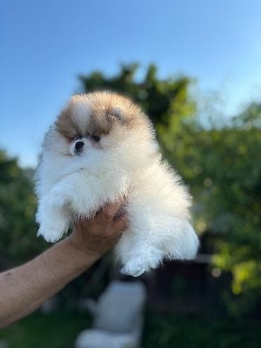 Pomeranski špic,Pomeranac,Pomeranian,Boo štenci Ako ste odgovorna na lalafo.rs — 7 Pomeranski špic,Pomeranac,Pomeranian,Boo štenci Ako ste odgovorna — 7