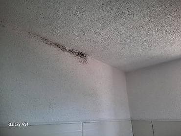 🌿 PDP koncentrat – efikasno protiv buđi! 🌿 Za zdrav i čist dom bez na lalafo.rs — 5 🌿 PDP koncentrat – efikasno protiv buđi! 🌿 Za zdrav i čist dom bez — 5