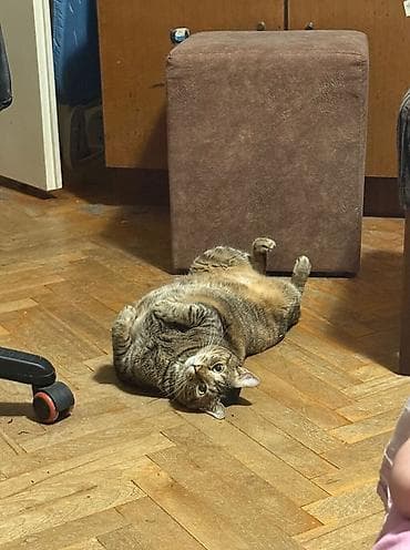 💜 Pantalone
✅ Cena 2500 dinara 💜🩵🩵
ba na lalafo.rs — 3 💜 Pantalone
✅ Cena 2500 dinara 💜🩵🩵
ba — 3