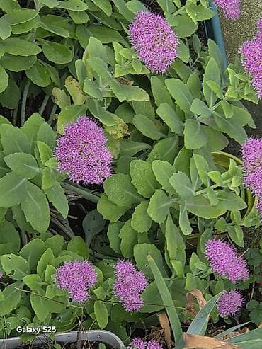 Ukrasni leptir šnala – roze - Dekorativni leptir u intenzivnoj roze na lalafo.rs — 8 Ukrasni leptir šnala – roze - Dekorativni leptir u intenzivnoj roze — 8