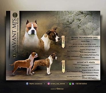 Američki Stafordski Terijer štenci Tražite vernog, energičnog i na lalafo.rs Američki Stafordski Terijer štenci Tražite vernog, energičnog i