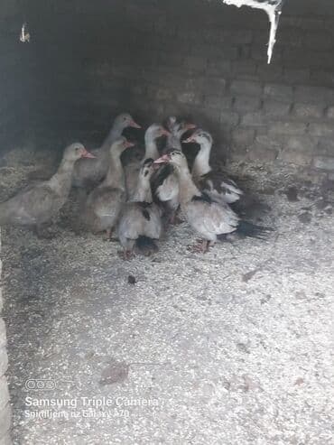 Mladi pačići – mošusne patke (barbari/indo-patke) - Vrsta: mošusne na lalafo.rs Mladi pačići – mošusne patke (barbari/indo-patke) - Vrsta: mošusne