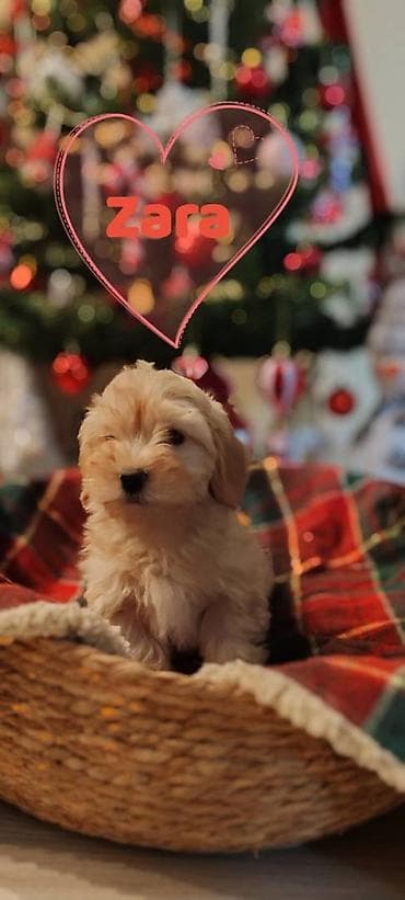 zenske broj: U prilici smo da ponudimo stence havanskog bisona ostenjeni 05 11 at lalafo.rs — 4 zenske broj: U prilici smo da ponudimo stence havanskog bisona ostenjeni 05 11 — 4