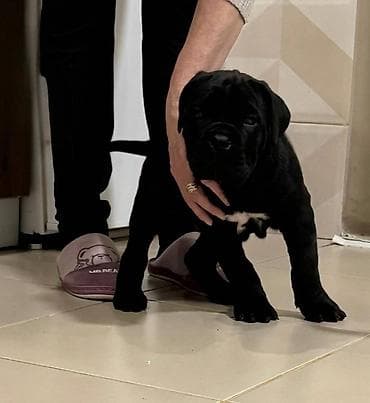 U ponudi 3 prelepa zenska steneta cane corso redovno cisceni od na lalafo.rs U ponudi 3 prelepa zenska steneta cane corso redovno cisceni od