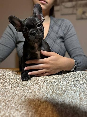 zenske broj: Odgajivačnica francuskih buldoga “THE BEST EDITION” predstavlja at lalafo.rs — 4 zenske broj: Odgajivačnica francuskih buldoga “THE BEST EDITION” predstavlja — 4