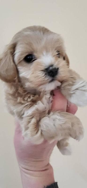 Maltipoo stenci ostenjeni 17.11.2025. Majka mini maltezer a otac at lalafo.rs — 2 Maltipoo stenci ostenjeni 17.11.2025. Majka mini maltezer a otac — 2