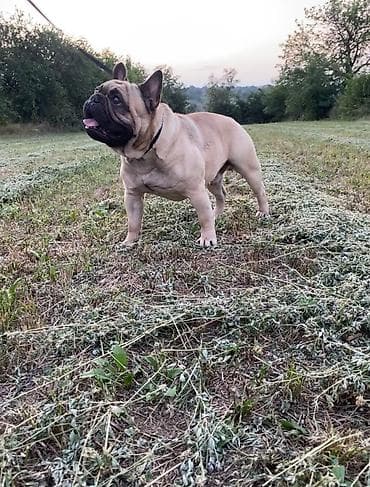 za svaki dan: Mužjak francuskog buldoga dostupan za parenje Poseduje kompletnu at lalafo.rs — 4 za svaki dan: Mužjak francuskog buldoga dostupan za parenje Poseduje kompletnu — 4