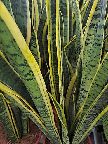 Sanseverije, velike biljke sa prve, druge i trece slike su 3500 at lalafo.rs Sanseverije, velike biljke sa prve, druge i trece slike su 3500