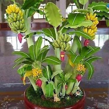 Seeds and seedlings: MINI BANANA Musa velutina (otporna na mraz) Seme: 100 komada 750dinara at lalafo.rs — 4 Seeds and seedlings: MINI BANANA Musa velutina (otporna na mraz) Seme: 100 komada 750dinara — 4